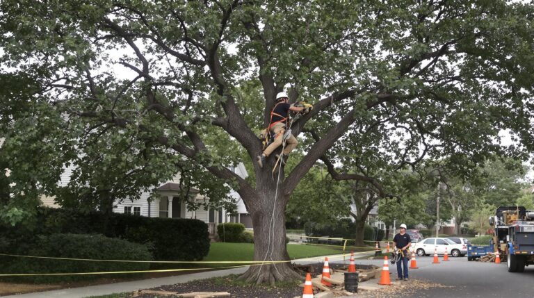 Tree Care